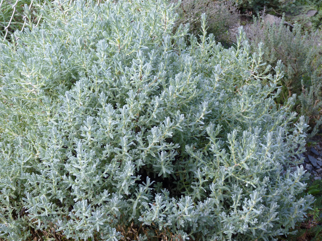 Helichrysum splendidum photo